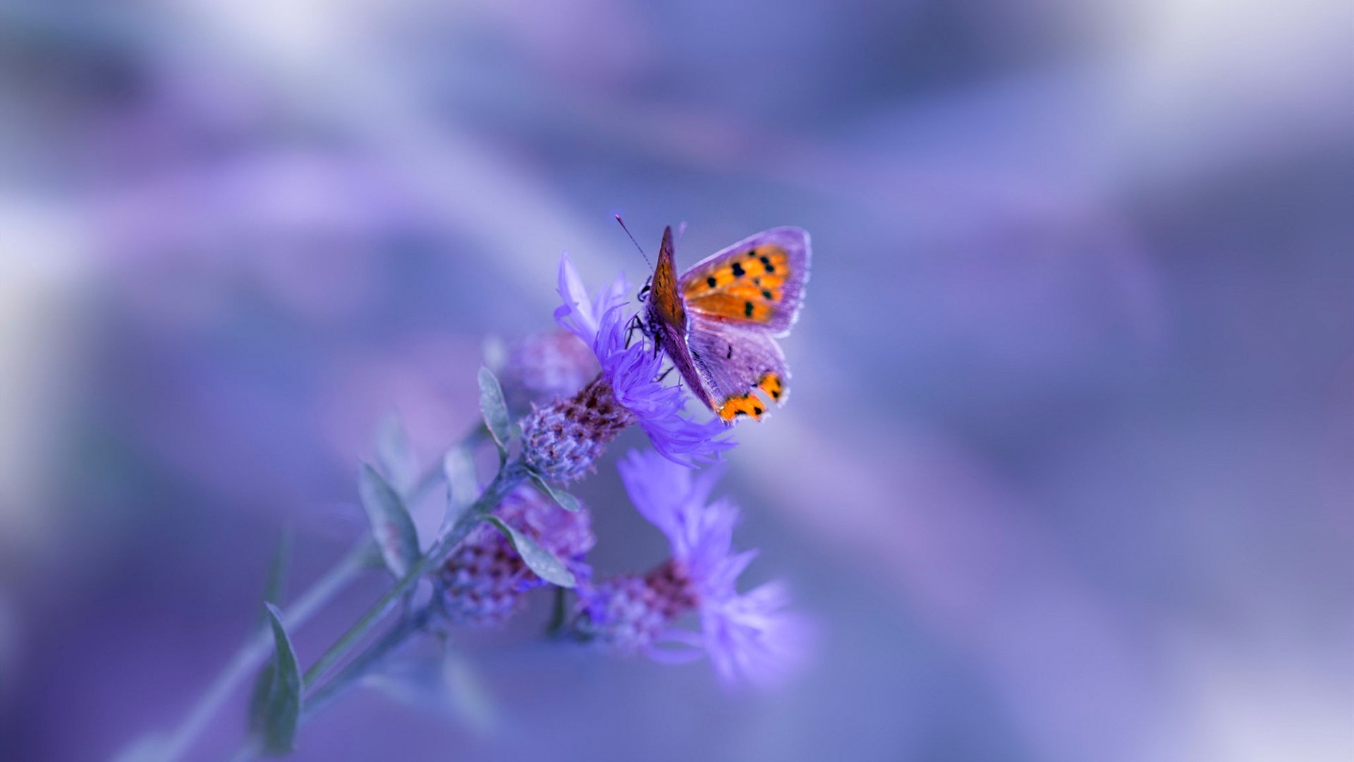 国际米兰高强度对抗掌控比赛节奏，国际米兰队